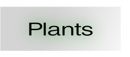 Plants.