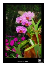 Orchid 1.jpg