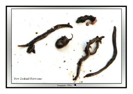 New Zealand Flatworms 1.jpg